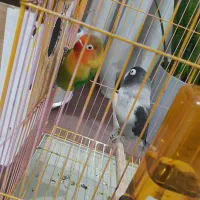 جفت طوطی برزیلی همراه قفس و لوازم