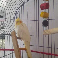 پرنده