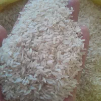 برنج چلتوک فجر