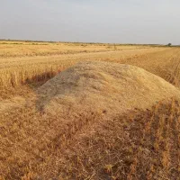کاه|لوازم جانبی حیوانات|شوشتر, |دیوار