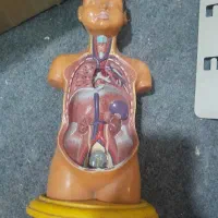 مولاژ بدن نیم تنه