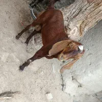بز نر فروشی