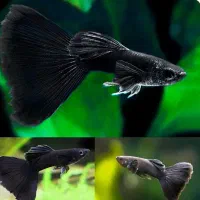 ماهی فنس فول بلک