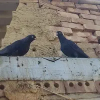 فروش کفتر ذاغ
