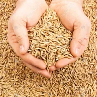 خوراک دام وطیور