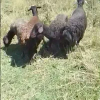 میش داشتی جوان
