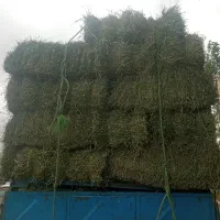 خرید فروش علف ویونجه