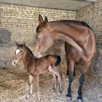 کره نریان یکسر ۵ ماهه