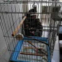 قفس کاسکو  قناری سهره