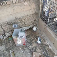 مفلق دمگیر  وکهنه