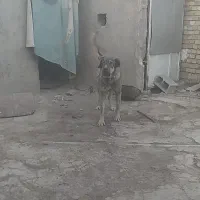 سگ پژدر|سگ|سردرود, |دیوار