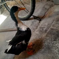 اردک خونگی