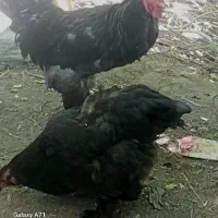 تخم نطفه دار برهما نژاد خالص
