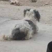 واگذاری یک سگ پامر