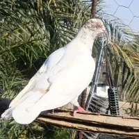 کله ای ماده