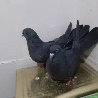 جفت سیاه پر با جوجه