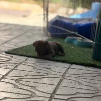 واگذاری سگ پیت بول رایگان