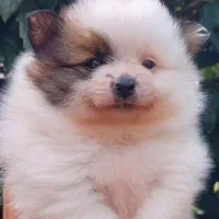 پامرانین خرسی نر