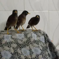 سه تا مرغ مینا
