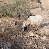 قوچ دوران ترکی