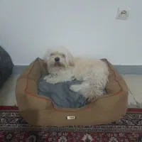 واگذاری شیتزو مالتیزنر