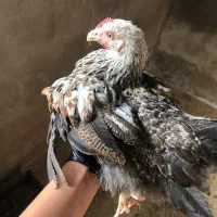 مرغ و خروس نژاد دار