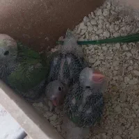 جوجه ملنگو سرلاکی سبز داخلی