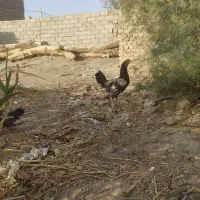 بولقمون یک جفت مرغ