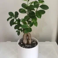 گیاه بونسای فیکوس جنسینگ سرسبز