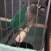 گیرینچیک تراکوییس‌ نر و ماده