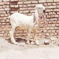 گوسفند مری دوقلوزا، بره نر مری بز مری