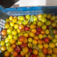 گوجه سبز