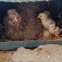 مرغ و خروس گلین