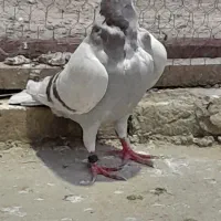 فیلی|پرنده|گنبد کاووس, |دیوار