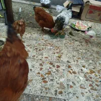 حیوانات
