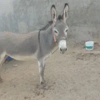 الاغ ماده جوان
