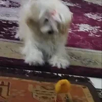 جفت ماده برای جفت گیری
