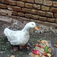 رفسنجان کشکو