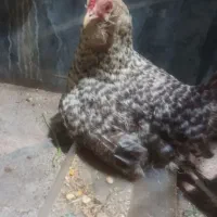 مرغ و جوجه