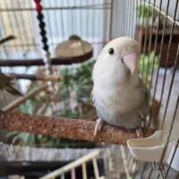 طوطی برزیلی گم شده