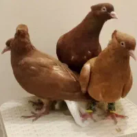 سرخ دم سفید با زرد دم‌سفید با جوجه هاش