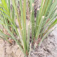 فروش پاجوش درجه یک کلوته