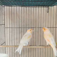 چند جفت قناری نرو ماده