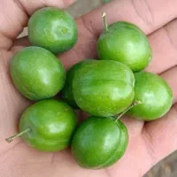گوجه سبز محلی