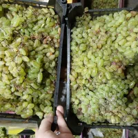 انگور عسگری