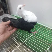 کفتر کربلایی  سبز کربلایی کاکلی ساده خال طوقی