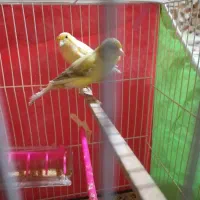 قفس قناری جقت