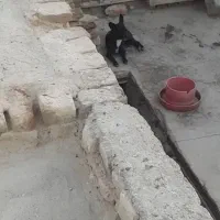 سگ باهوش وزیرک