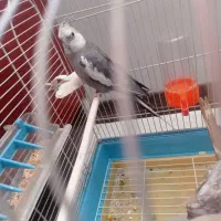 یک جفت عروس هلندی مولد تخم گزار