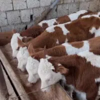 اصیل وعضله بندی زیاد